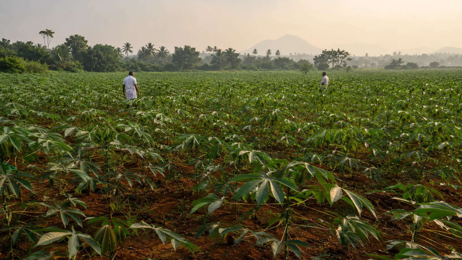 Tapioca cultivation in Tamil Nadu