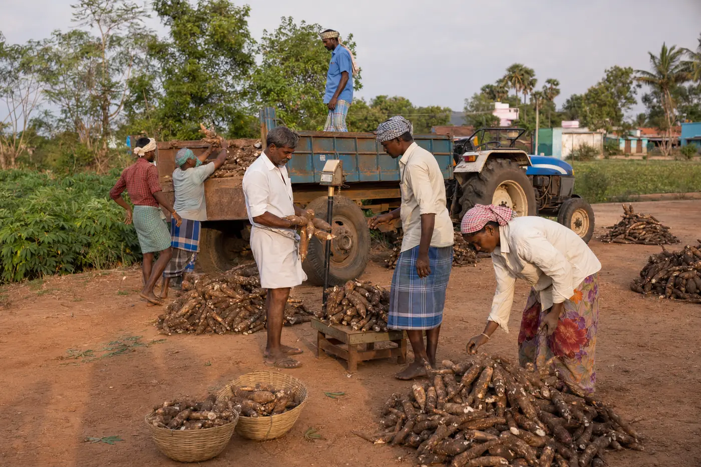 Organised procurement of freshly harvested tapioca roots